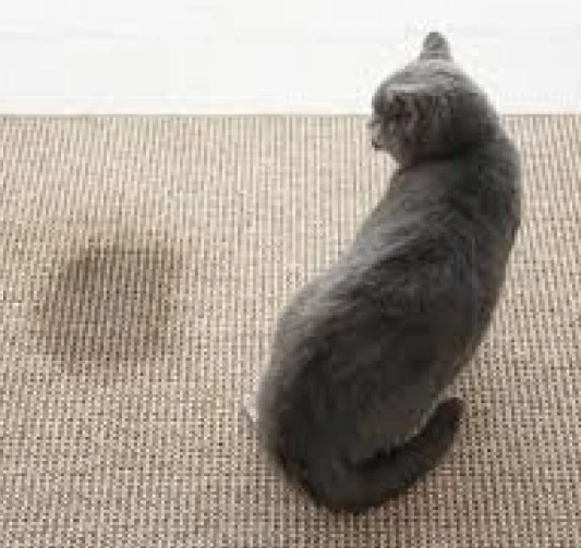 اسباب تبول القط خارج الصندوق (الليتر بوكس)